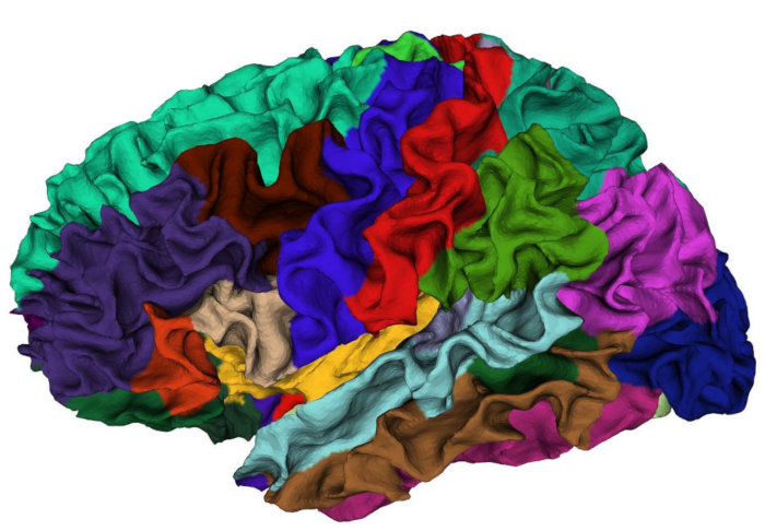 Figure 1: Atlas regions visualized on a brain surface mesh.